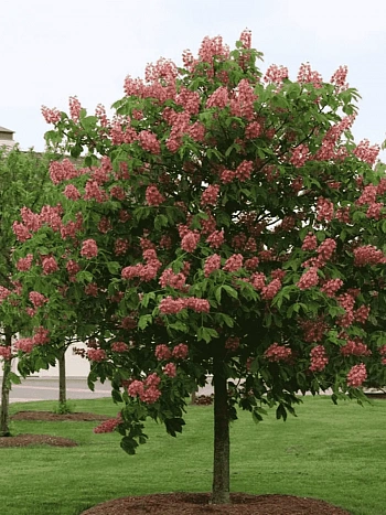 Каштан конский мясо-красный Briotii