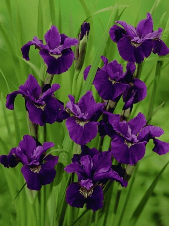 Ирис сибирский Purplelicious