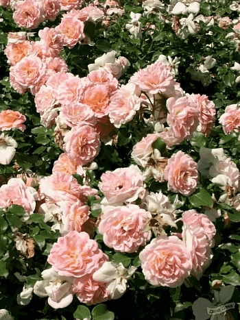 Роза Кустовая Concerto 94