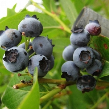 Голубика садовая Bluetta