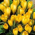 Крокус крупноцветковый Yellow Mammouth