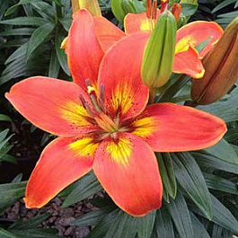 Лилия азиатская горшечная Бернинг Джой