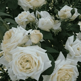 Роза Плетистая Ilse Krohn Superior