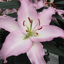 Лилия восточная Шейла