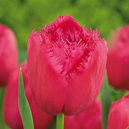 Тюльпан бахромчатый Бургунди Лейс