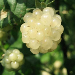 Ежевика Люкс Полар Берри Ежевика Люкс Полар Берри