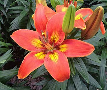 Лилия азиатская горшечная Бернинг Джой