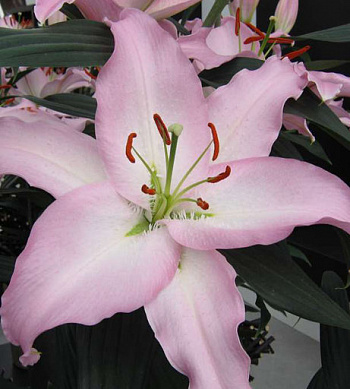 Лилия восточная Шейла