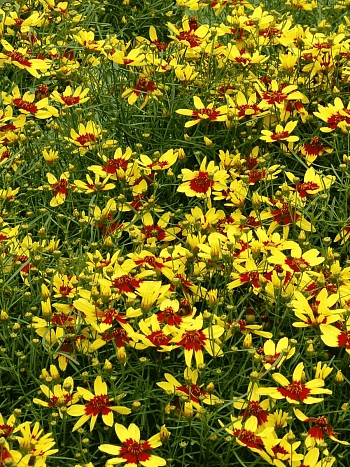 Кореопсис мутовчатый Firefly