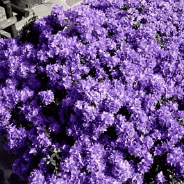 Рододендрон плотный