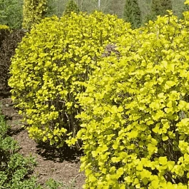 Пузыреплодник калинолистный Luteus