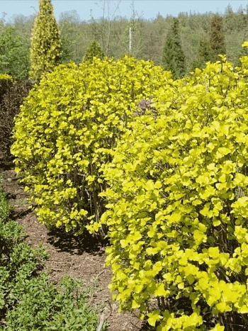 Пузыреплодник калинолистный Luteus