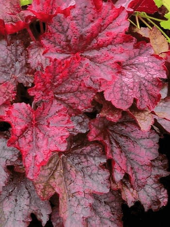 Гейхера Mignight  Bayou