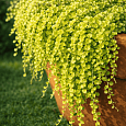 Вербейник монетчатый Golden Foliage