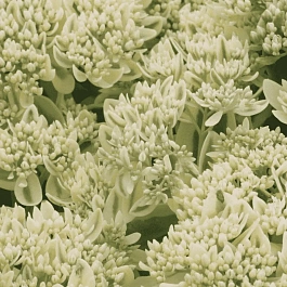 Очиток видный Elses Gold