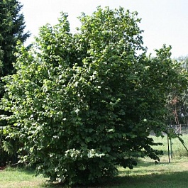 Лещина (Орешник) Nottingham fruhe