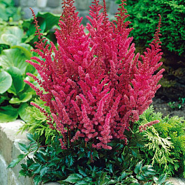 Астильба китайская Мэгги Дейли НАБОР 2ШТ (1+1) Астильба китайская Мэгги Дейли НАБОР 2ШТ (1+1)