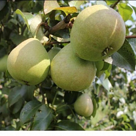 Груша плодовая Кокинская Груша плодовая Кокинская