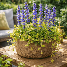 Живучка Feathered Friends Tropical Toucan