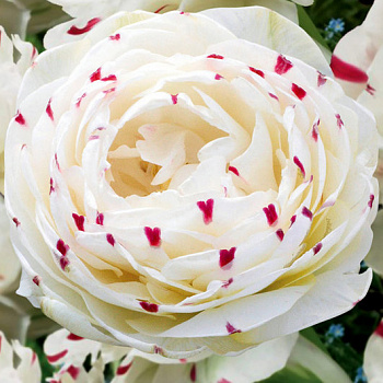 Тюльпан махровый поздний Данслайн