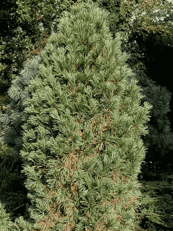 Сосна кедровая Stricta