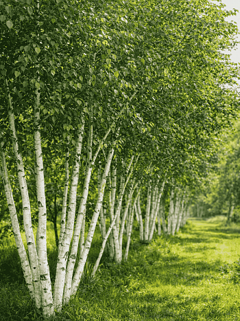 Береза Жакмана