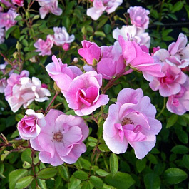 Роза Жоли Демуазель Штамб