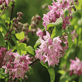 Дейция гибридная Strawberry Fields