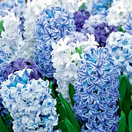 Гиацинт &quot;Белые ночи&quot; смесь окрасок