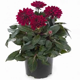 Георгин Dahlietta Select Patty