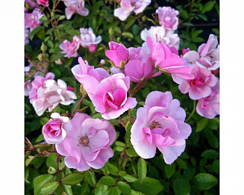 Роза Жоли Демуазель Штамб