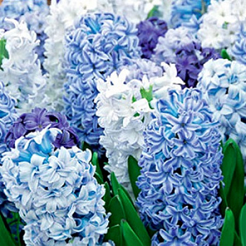 Гиацинт "Белые ночи" смесь окрасок