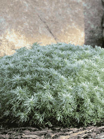 Полынь Шмидта Nana