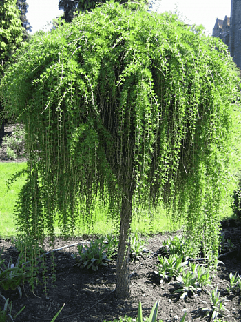 Лиственница европейская Pendula