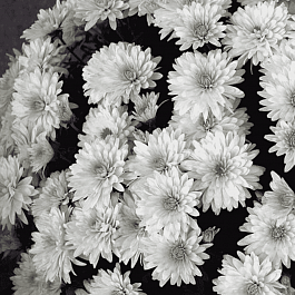 Хризантема мелкоцветковая Baby mum white