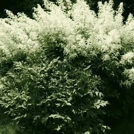 Волжанка двудомная