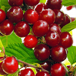 Вишня войлочная Царевна