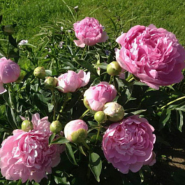 Пион травянистый Диннер Плейт