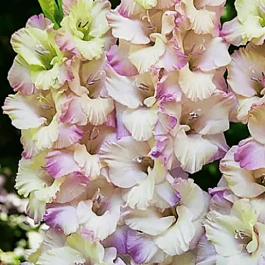 Гладиолус Tampere