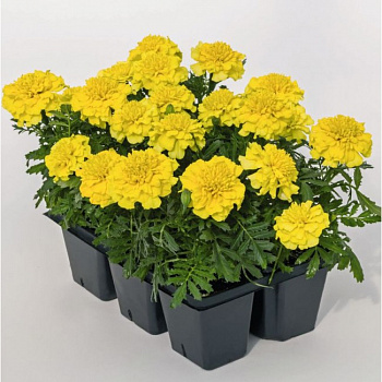 Бархатцы отклоненные Супер Хироу Еллоу Би