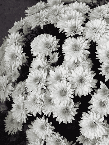 Хризантема мелкоцветковая Baby mum white