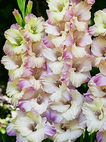 Гладиолус Tampere