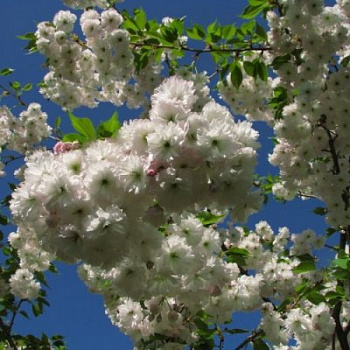 Миндаль трехлопастной Цзилинская