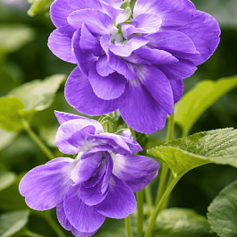 Виола душистая De Toulouse