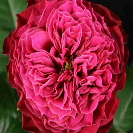 Роза чайно-гибридная Vuvuzela Magic