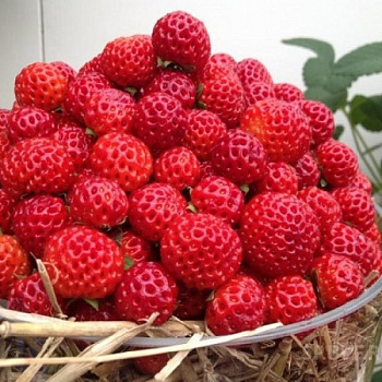 Земляника садовая Фрамберри