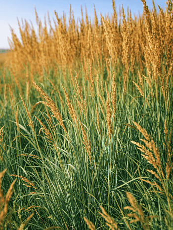 Сорговник колеблющийся