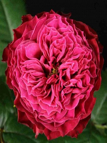 Роза чайно-гибридная Vuvuzela Magic