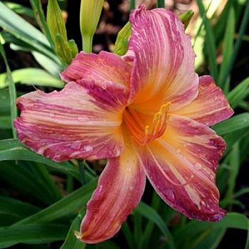 Лилейник гибридный Пинк Страйпс Лилейник гибридный Пинк Страйпс