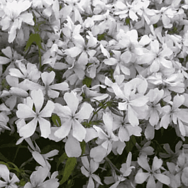 Флокс растопыренный 'Dirigo Ice'